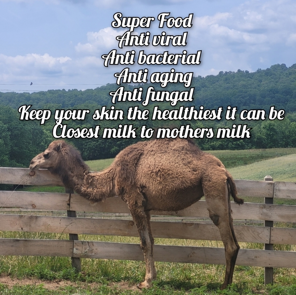 LIMITED QUANTITY Super Beauty Food Camel's Milk Soap - Picture 3 of 14